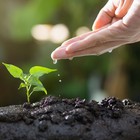 Manos en la tierra, mente en calma: plantar árboles contra el distrés emocional